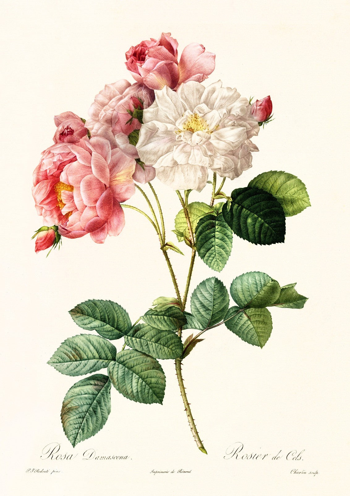 ANCIENNE ILLUSTRATION DE ROSA DAMASCENA, P. J. REDOUTÉ - REPRO BOTANIQUE