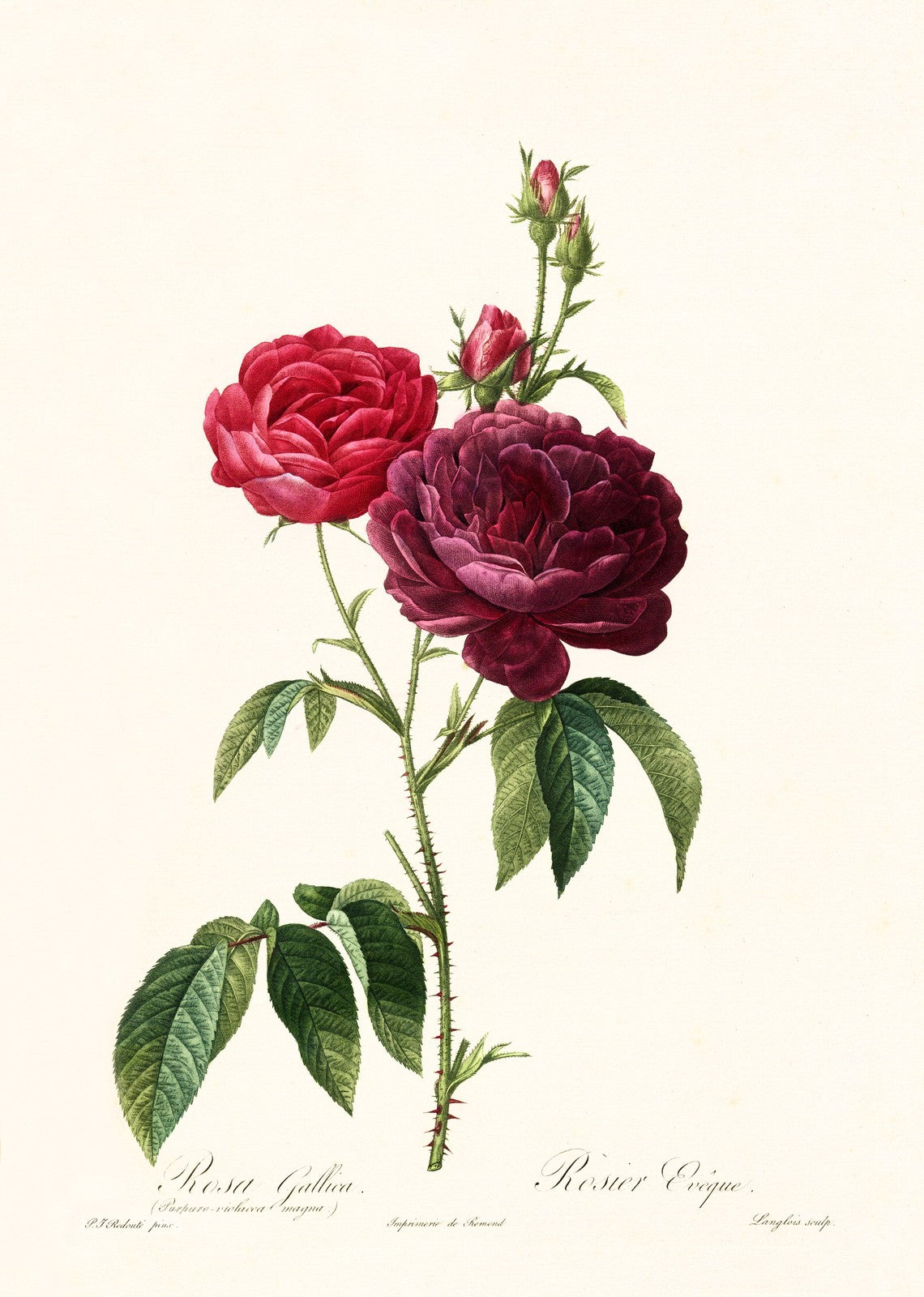 ANCIENNE ILLUSTRATION ROSA GALLICA PURPURO VIOLACEA MAGNA,