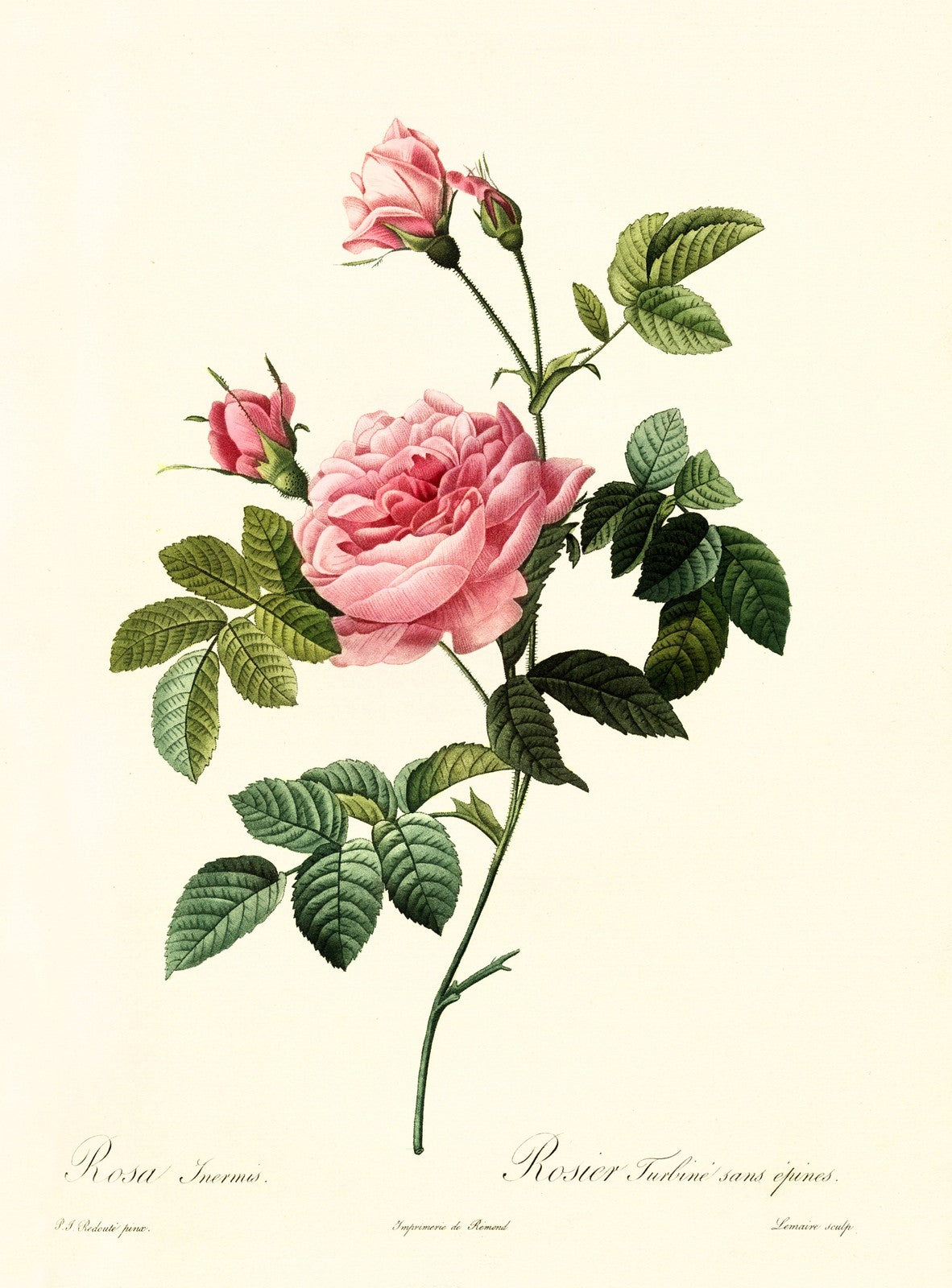 ANCIENNE ILLUSTRATION ROSA GALLICA PURPURO VIOLACEA MAGNA, P. J. REDOUTÉ,