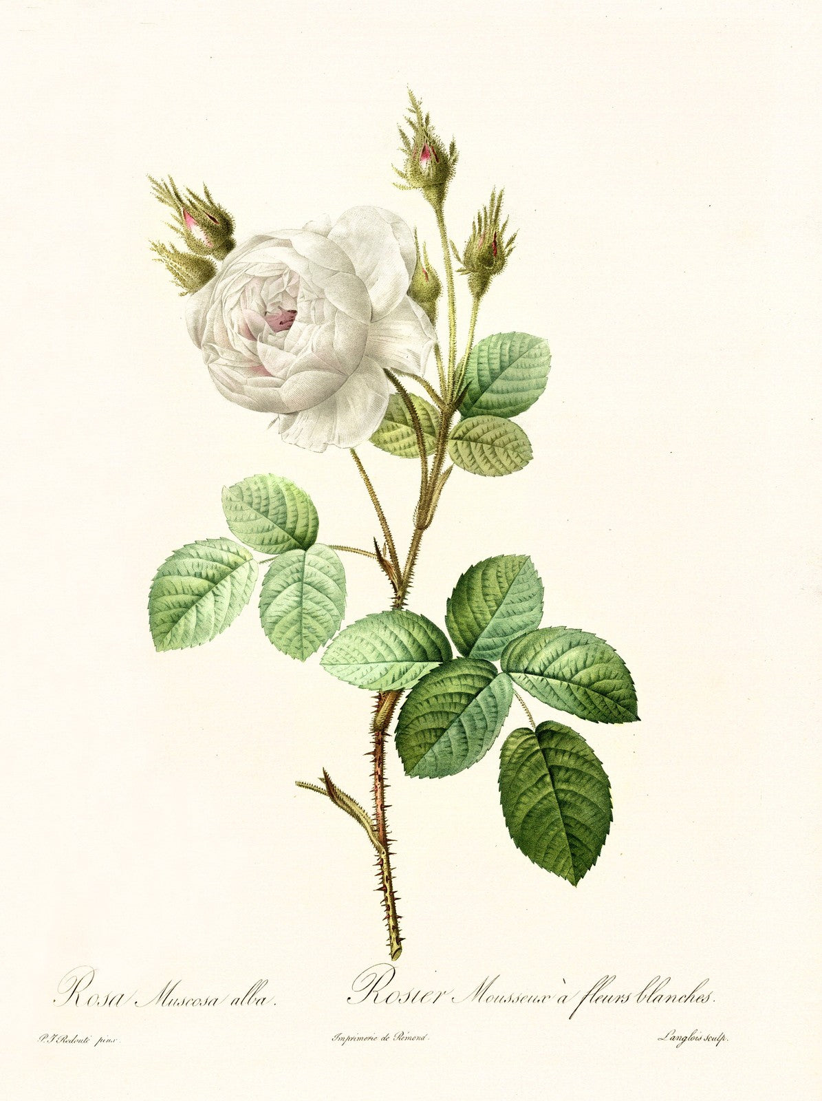 ANCIENNE ILLUSTRATION ROSA INERMIS, P.J. REDOUTÉ - REPRO BOTANIQUE