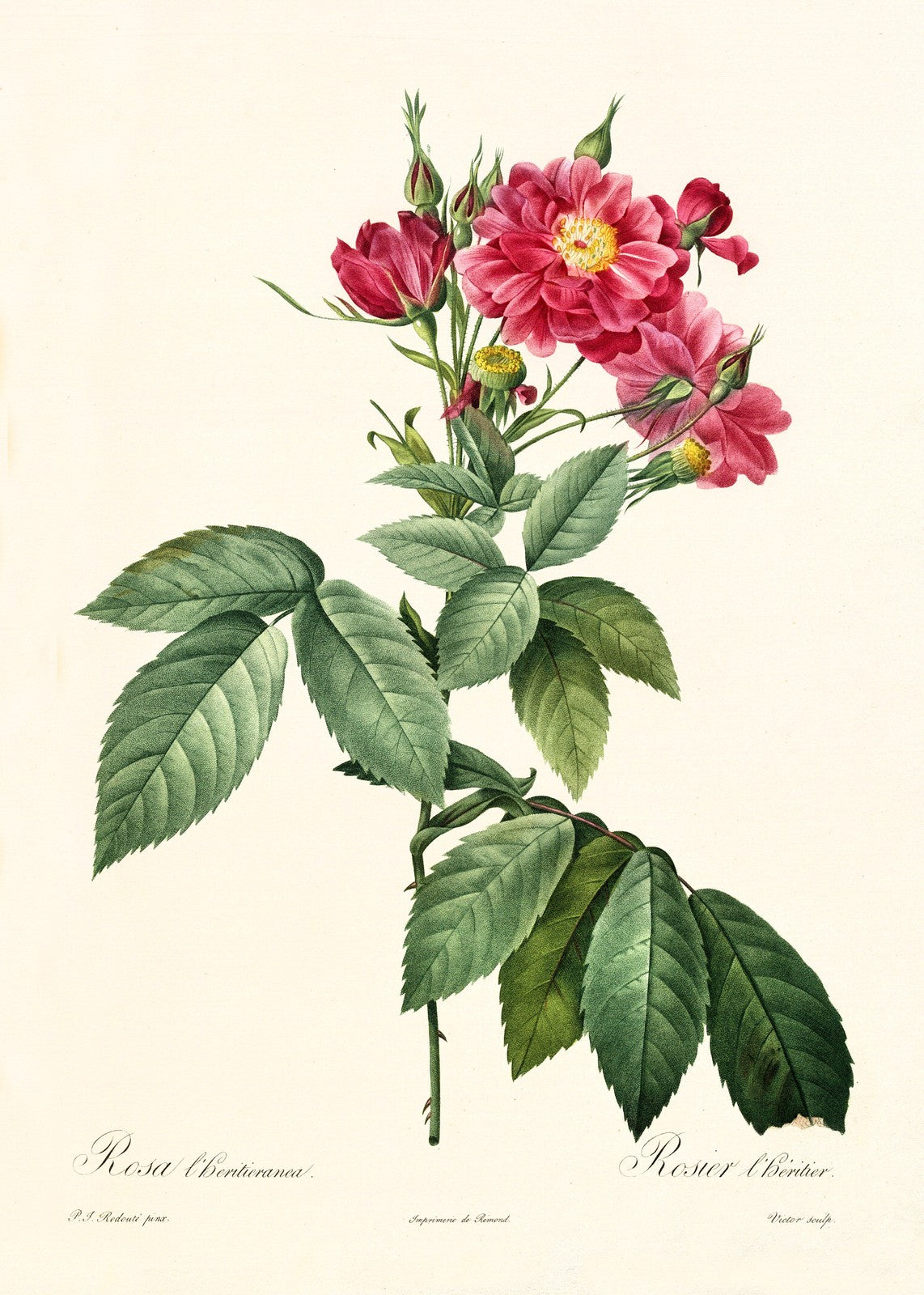 ANCIENNE ILLUSTRATION ROSA L’HERITIERANA, P.J. REDOUTÉ - REPRO BOTANIQUE