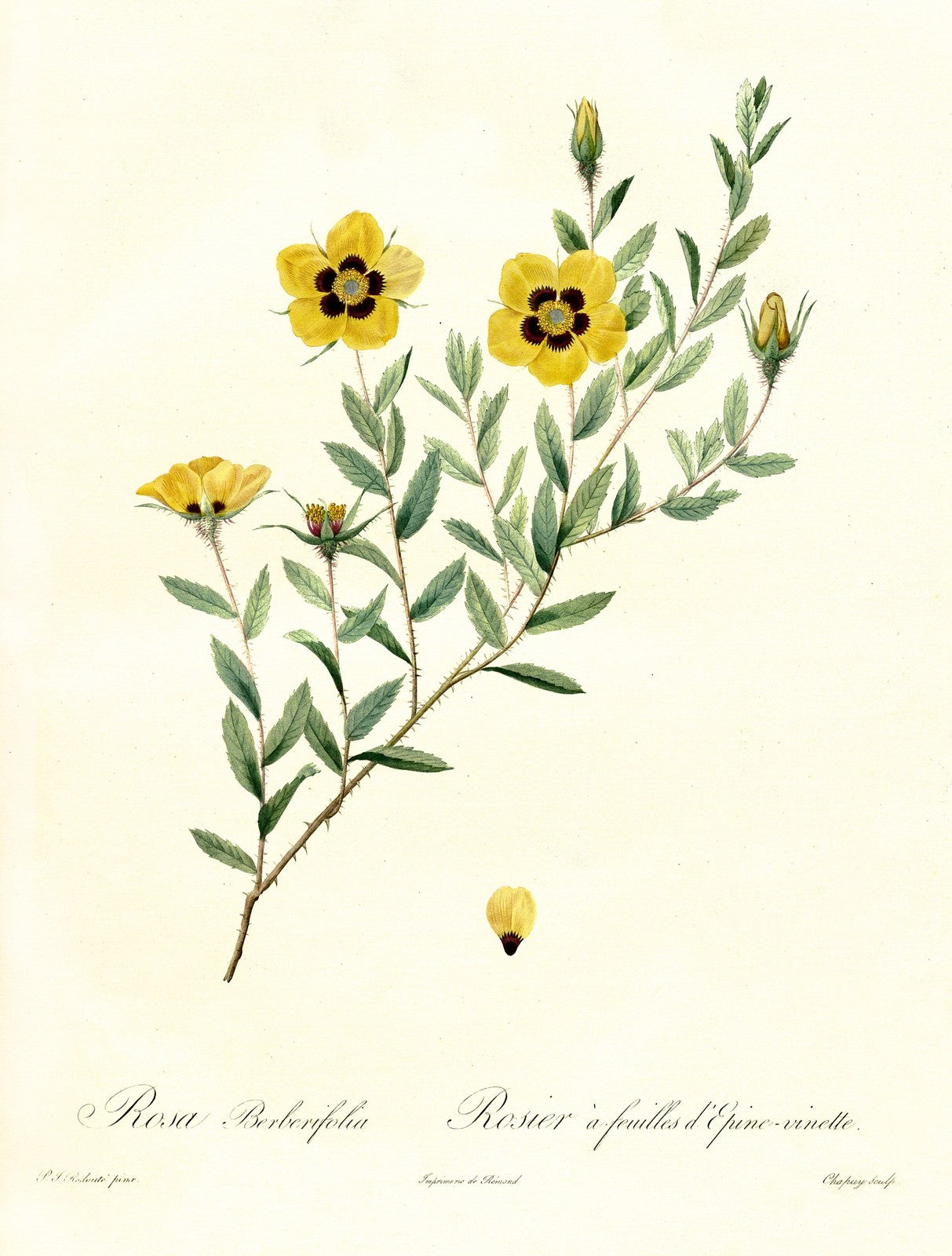 ANCIENNE ILLUSTRATION ROSA PERSICA (ROSA BERBERIFOLIA), P. J. REDOUTÉ - REPRO