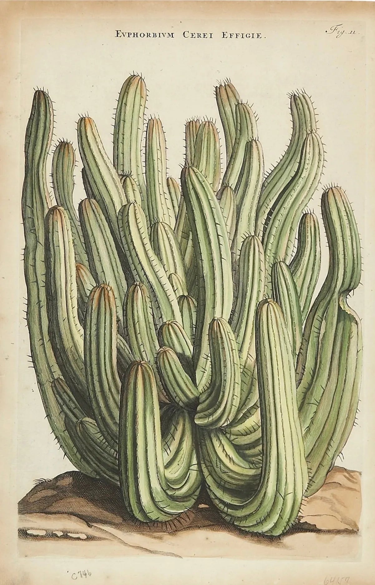 CACTUS NATURE BOTANIQUE, VINTAGE POSTER HQ